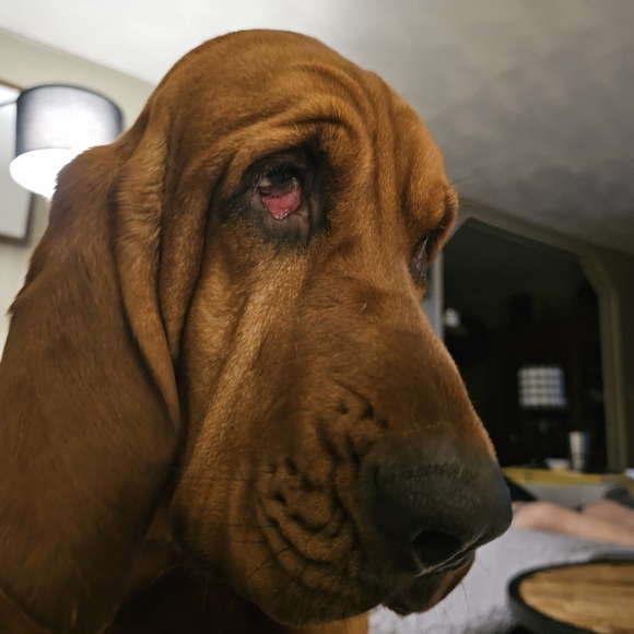 Meet your Posher, Shannon - Picture 1 of 1